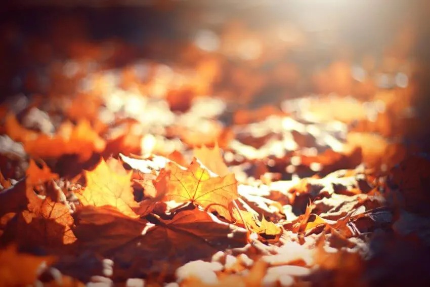Is Burning Leaves Bad for the Environment? 3 Autumn Leaves