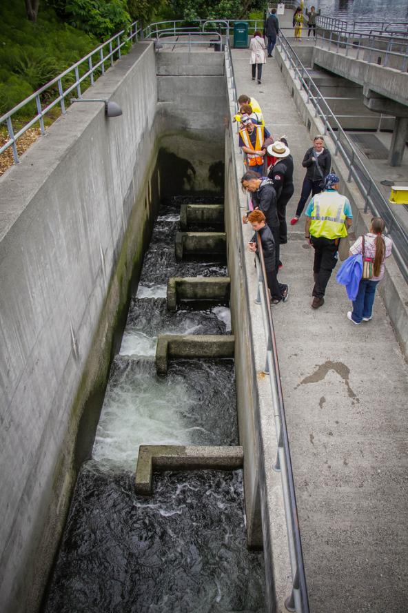 Ballard Locks Fish Ladder