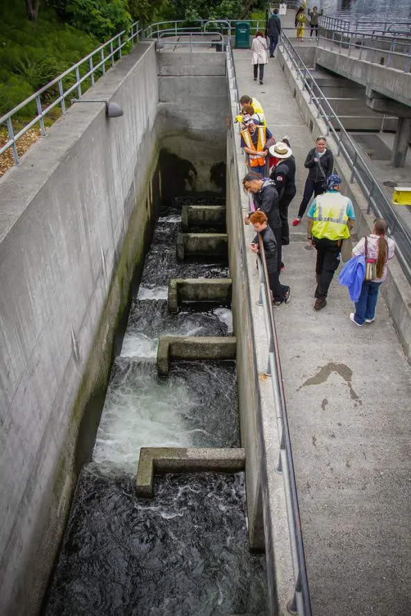 11 Important Pros and Cons of Hydroelectric Energy 9 Ballard Locks Fish Ladder