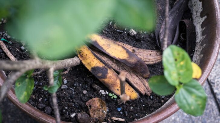 Top view of a decaying banana peel thrown into a potted plant