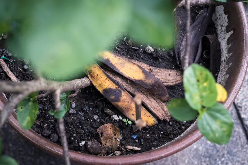 Can You Put Banana Peels in Compost? 3 Top view of a decaying banana peel thrown into a potted plant