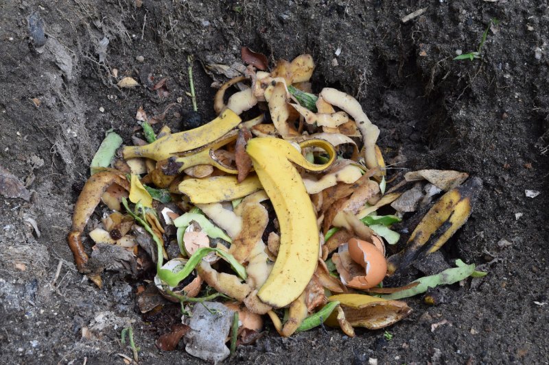 Banana peel with other food waste