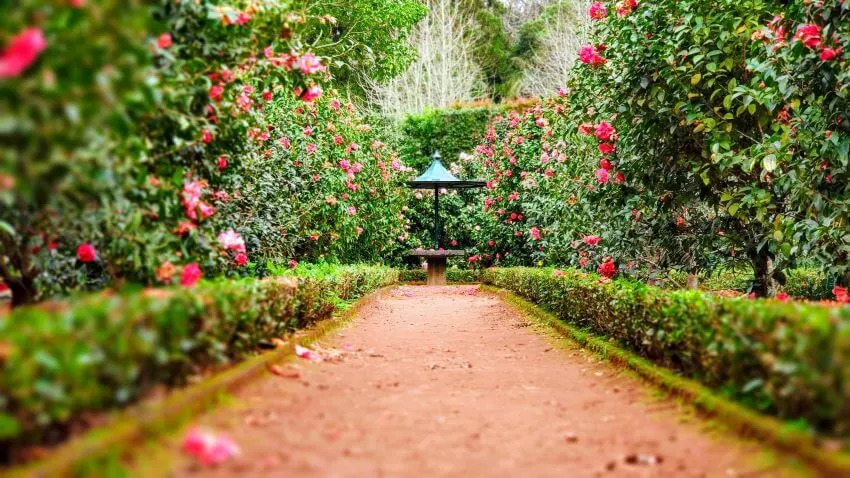 Beautiful Garden