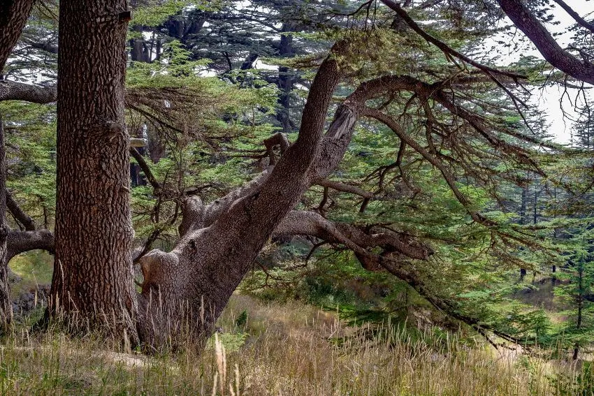 18 Different Types of Cedar Trees Around the World 1 Bermuda Cedar