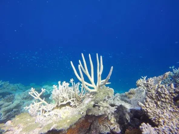 Bleaching Corals