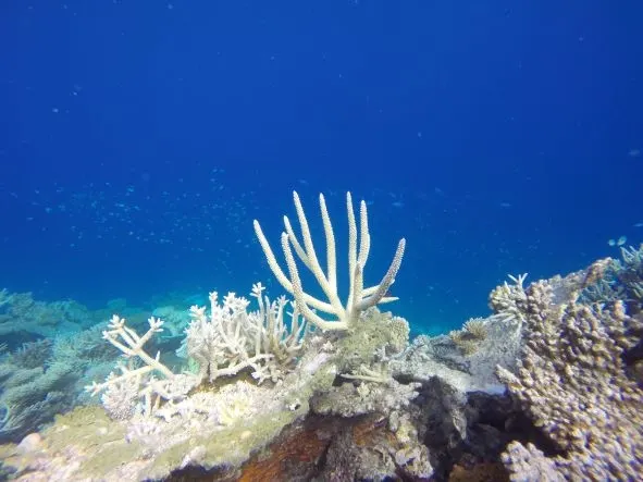 How Do Animals Adapt To Their Environment? How Do Animals Adapt To Their Environment?