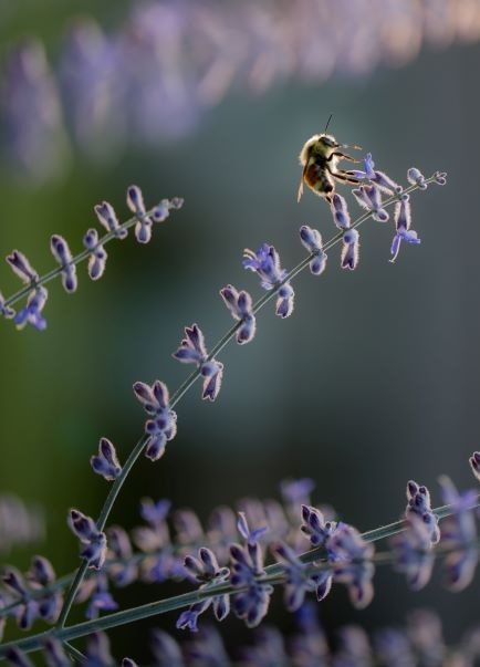 How Do Animals Adapt To Their Environment? 11 Bumble Bee