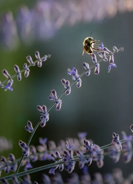 How Do Animals Adapt To Their Environment? 11 Bumble Bee