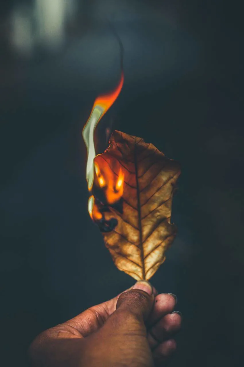 Is Burning Leaves Bad for the Environment? 1 Burning Leaf