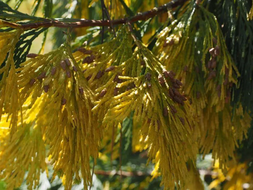 18 Different Types of Cedar Trees Around the World 4 Calocedrus Needles