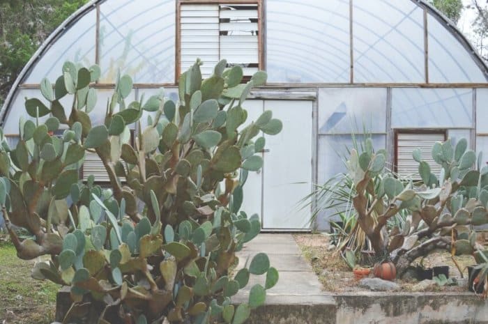 21 Best Lean To Greenhouses | Side of House Options