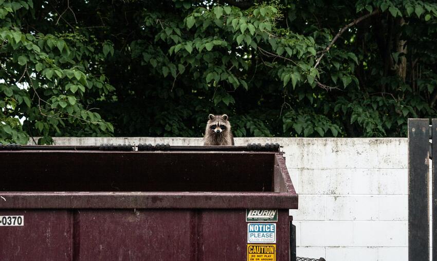 How Do Animals Adapt To Their Environment? 4 City Raccoon