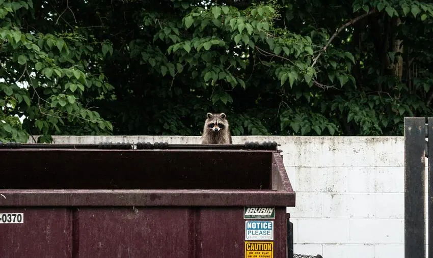 How Do Animals Adapt To Their Environment? 4 City Raccoon