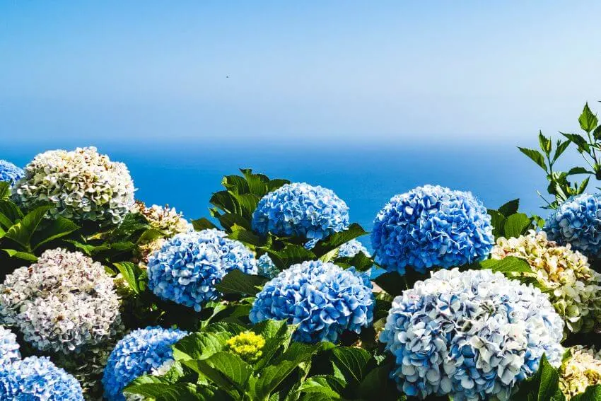 Do Deer Eat Hydrangeas? What You Need to Know 1 Colorful Hydrangeas