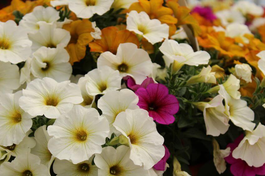 Colorful Petunias