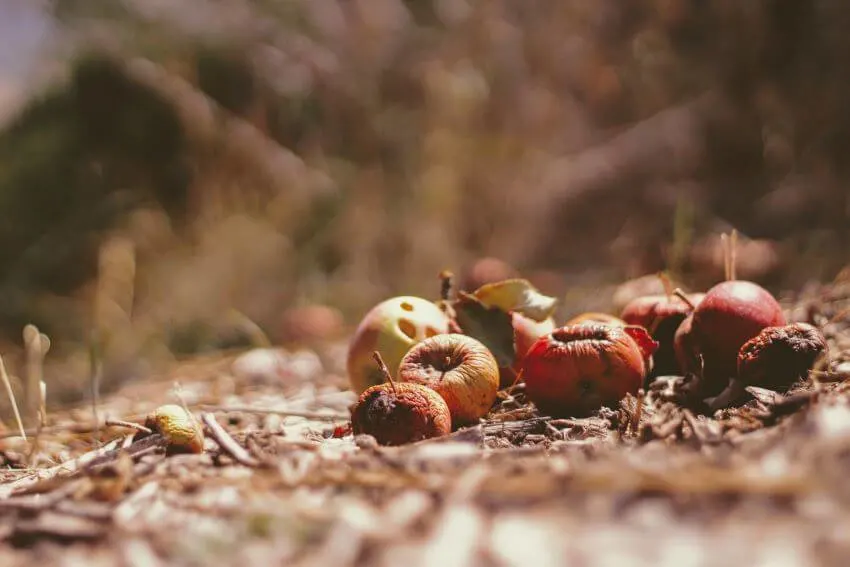 Composting Food Waste