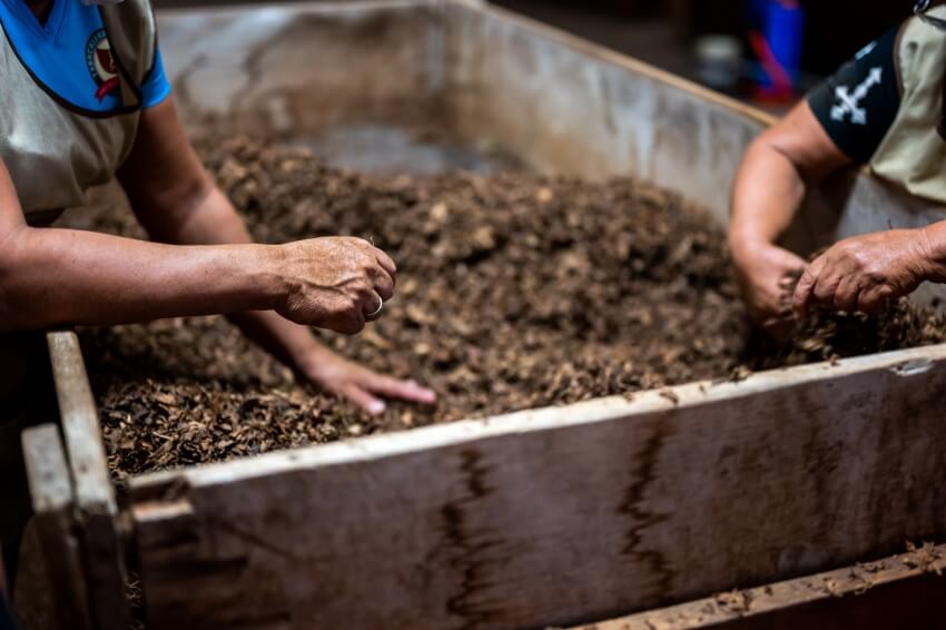 Hands of expert farmer pouring soil to check quality