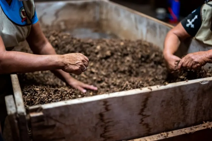 Can You Put Banana Peels in Compost? 5 Hands of expert farmer pouring soil to check quality