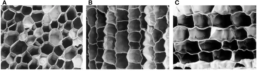 Cork Cell Structure