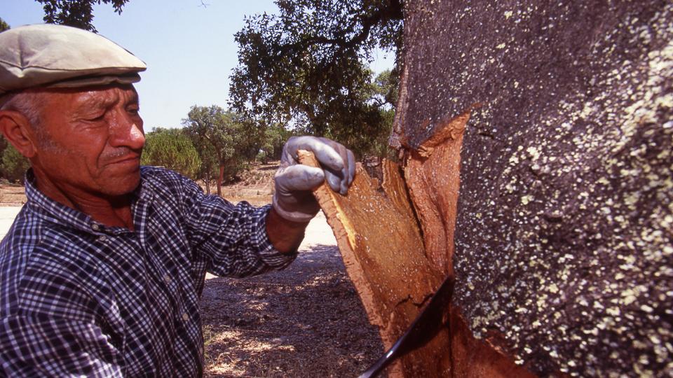 Cork Stripping