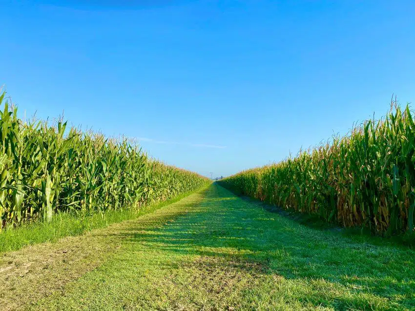 Corn Field