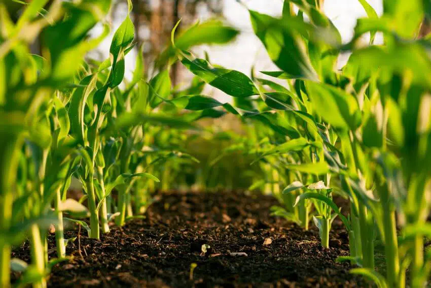 Is Corn Bad for the Environment? 2 Corn Rows