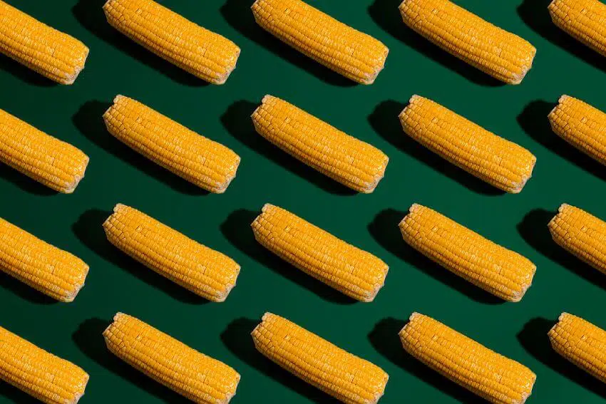 Is Corn Bad for the Environment?