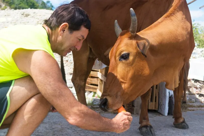 A man feeds carrots to a brown asian cow