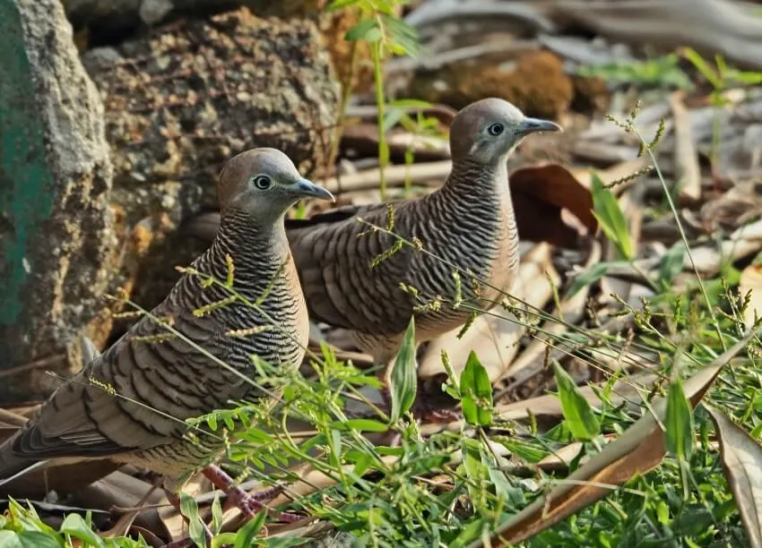 A Pair of  Cuckoos
