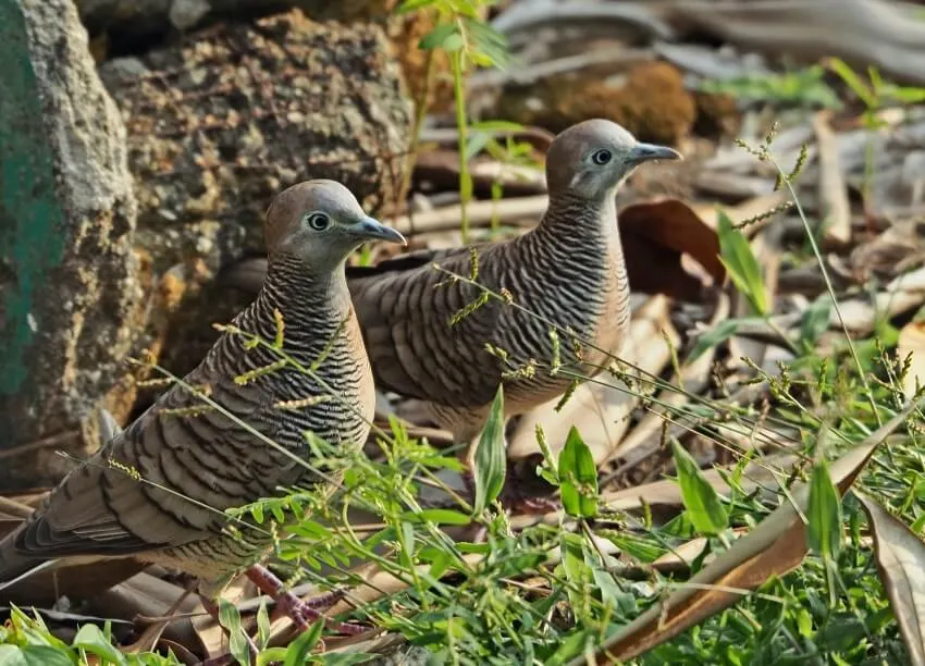 12 World’s Most Boring Animals & Species 5 A Pair of Cuckoos