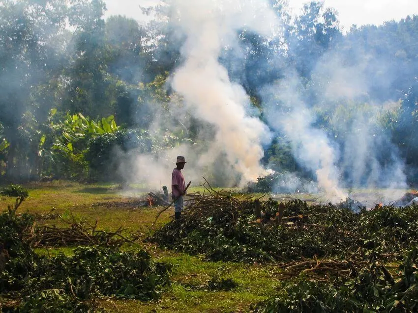 Cutting Trees and Burning leaves