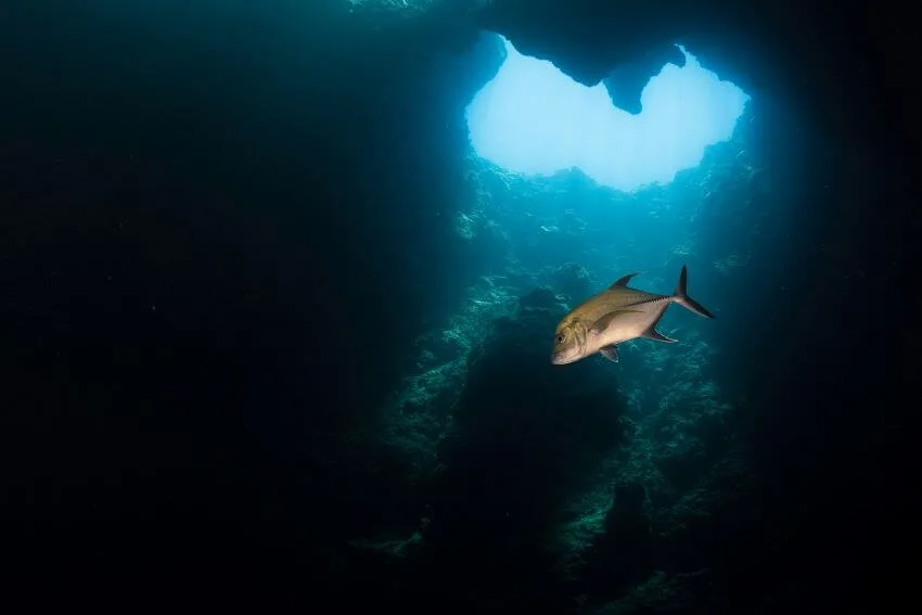 13 Interesting Examples of Habitats 13 Deep Ocean