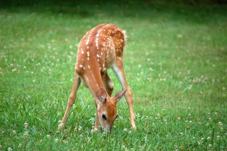 Do Deer Eat Petunias? What You Should Know