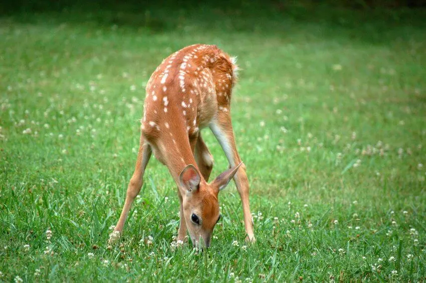 Deer Eating