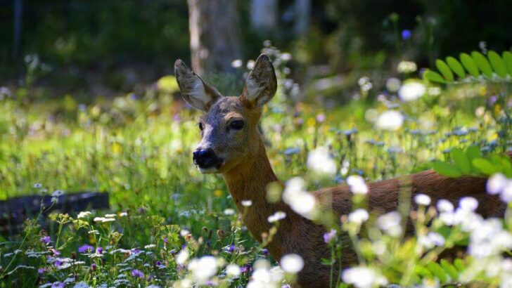 Do Deer Eat Petunias