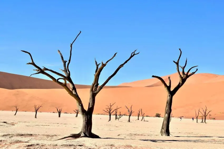 Desert with Dead Trees