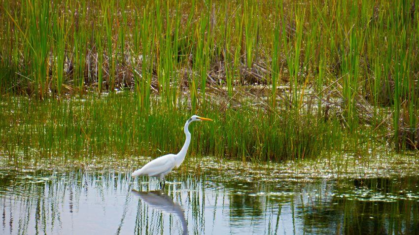 Egret Bird in Wetland