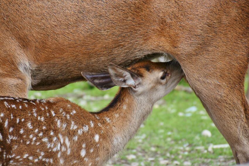 Feeding Fawn Deer