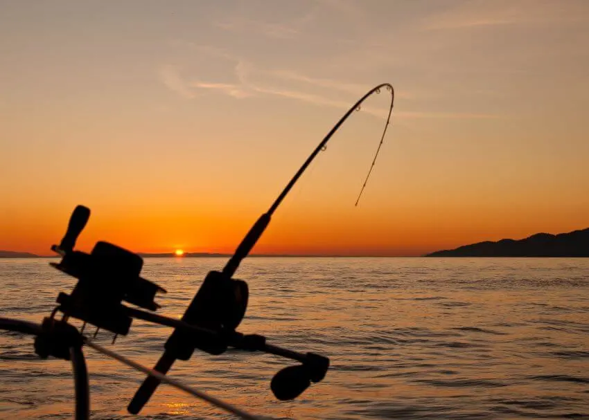 15 Habitat Loss Solutions You Need to Know 13 Fishing