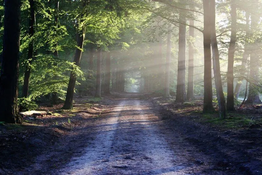 11 Different Types of Ecosystems Around the World 2 Forest Trail