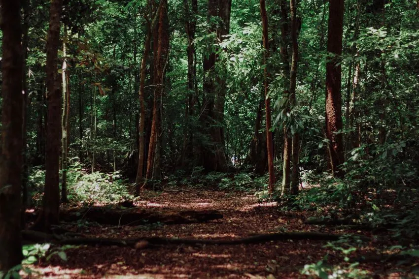 13 Interesting Examples of Habitats 6 Forest