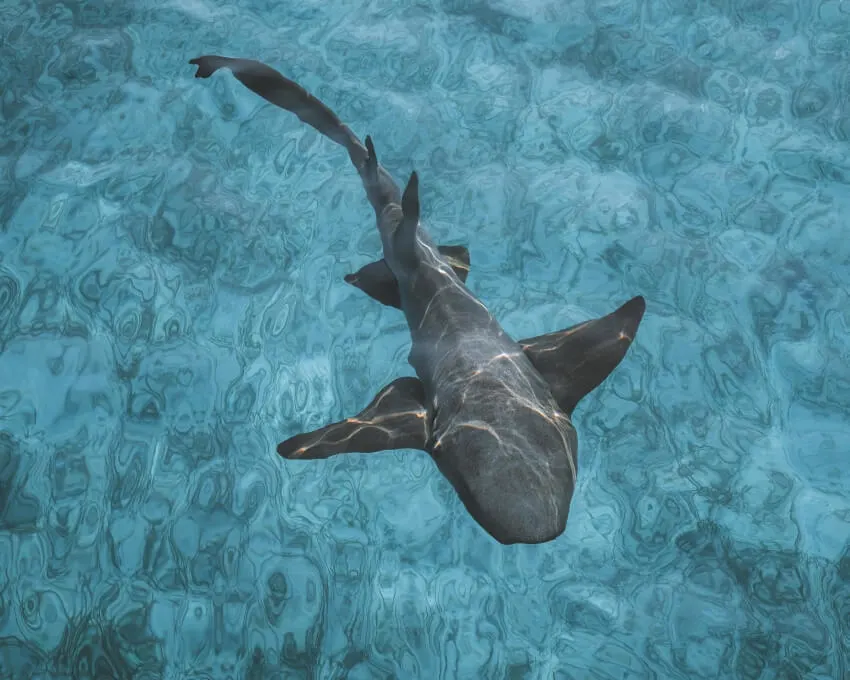 12 World’s Most Boring Animals & Species 1 Full Body of a Nurse Shark