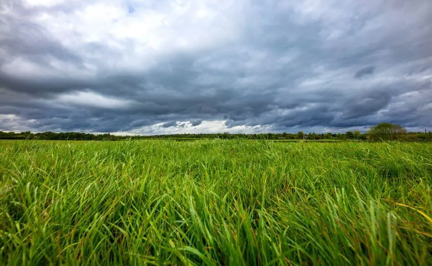 Grassland