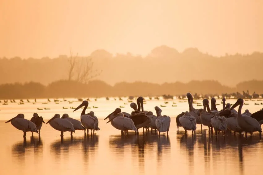 Great White Pelicans in Wetland