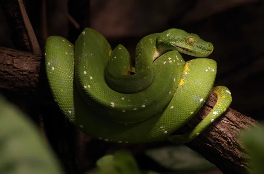 12 World’s Most Boring Animals & Species 2 Green Tree Python on a Tree