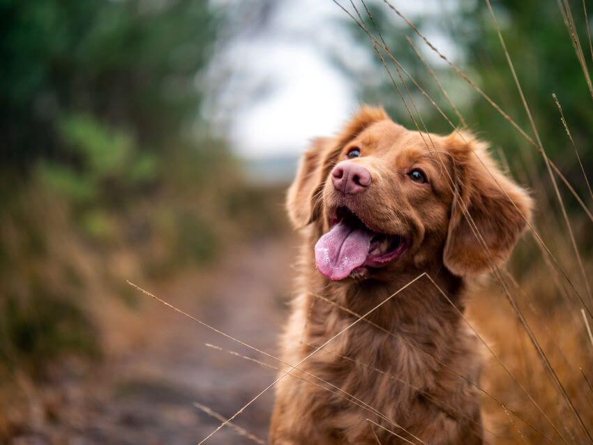 Happy Brown Dog