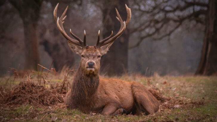 Interesting facts about deer