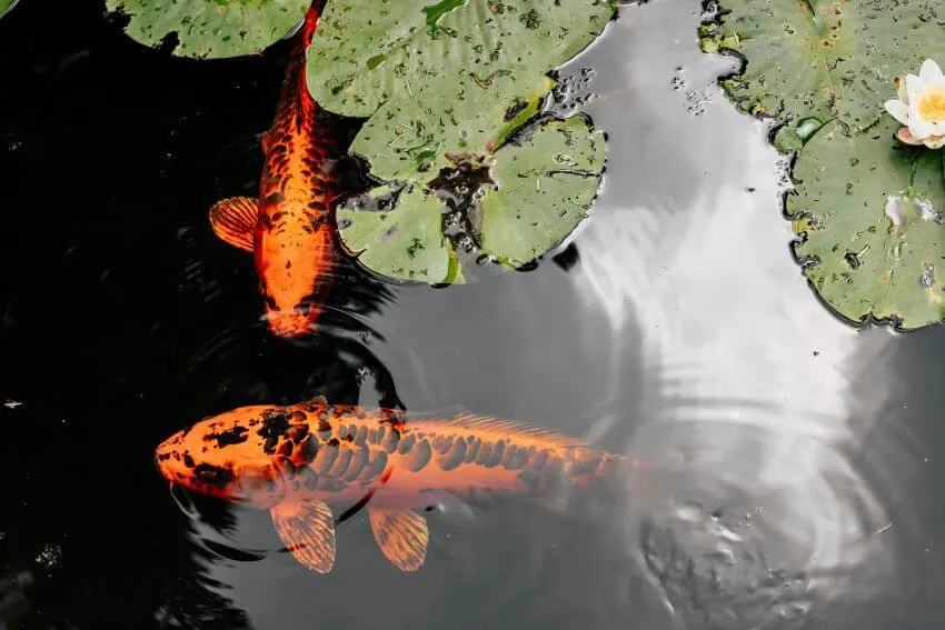 Huge Koi and Water Lilies