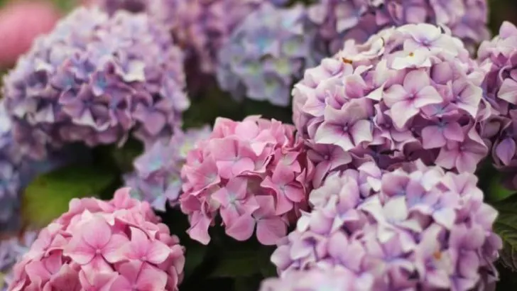 do deer eat hydrangeas?