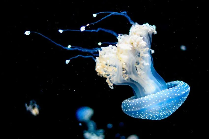 Jelly Fish Under the Sea